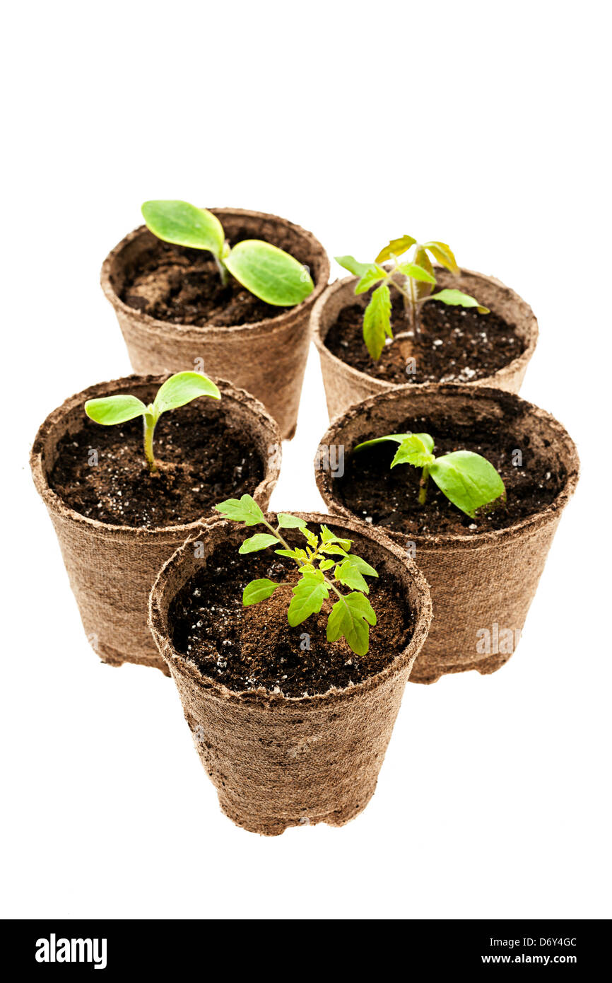 Plusieurs semis croissant en pots biodégradables dans des pots de tourbe isolé sur fond blanc Banque D'Images