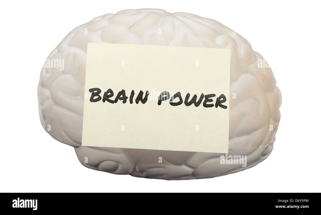 Post-it avec les mots la puissance de cerveau sur un modèle de cerveau humain. Banque D'Images