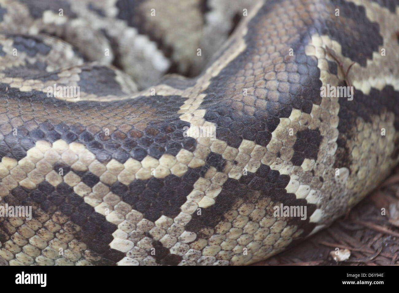 Le boa de la Thaïlande,il un serpent de la peau. Banque D'Images