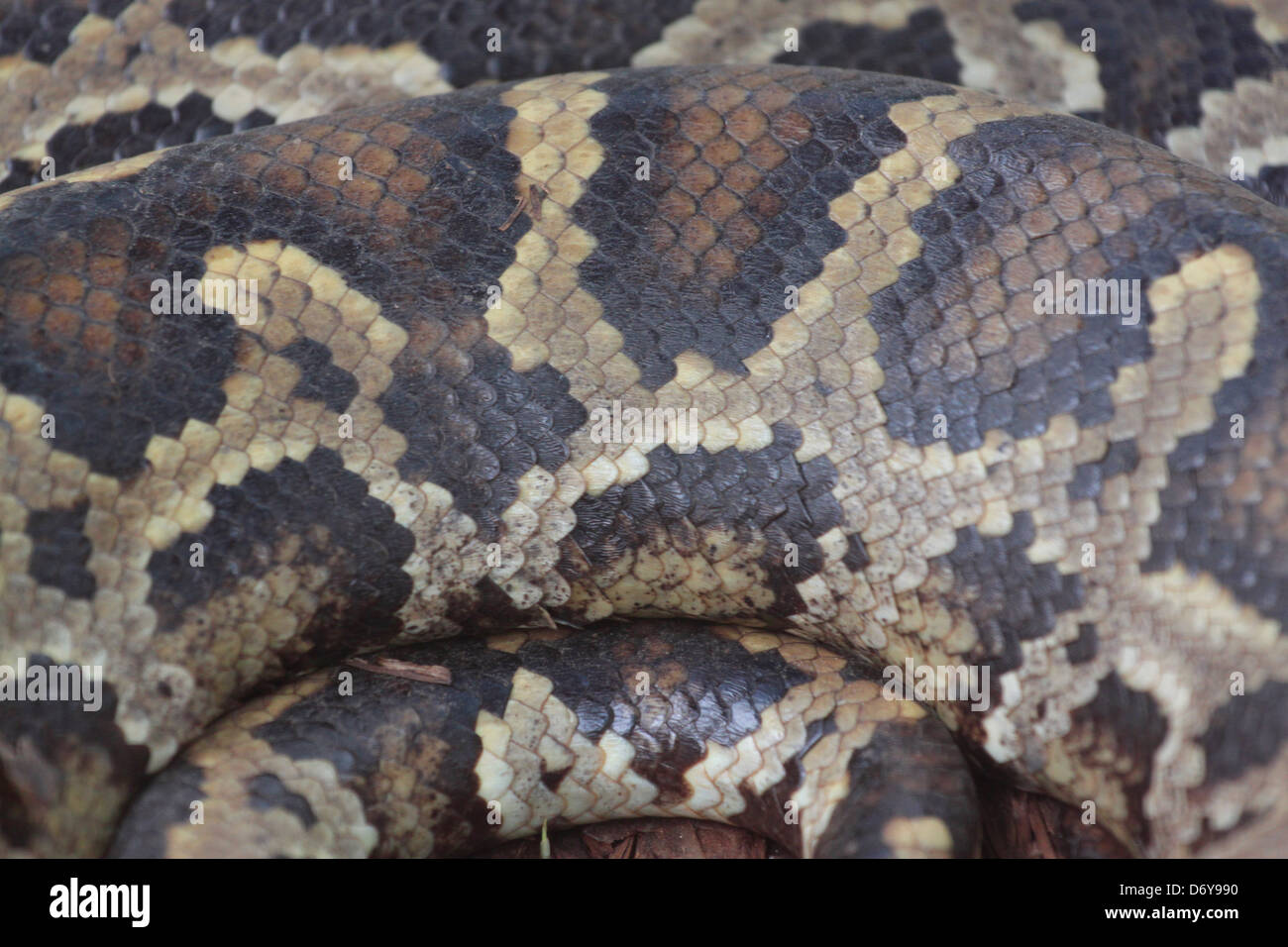 Le boa de la Thaïlande,il un serpent de la peau. Banque D'Images