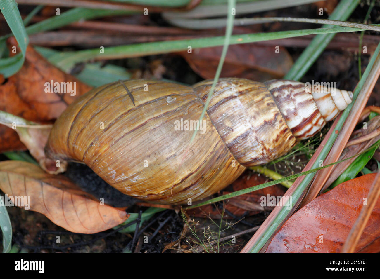 Le gastropode dans le jardin de légumes. Banque D'Images