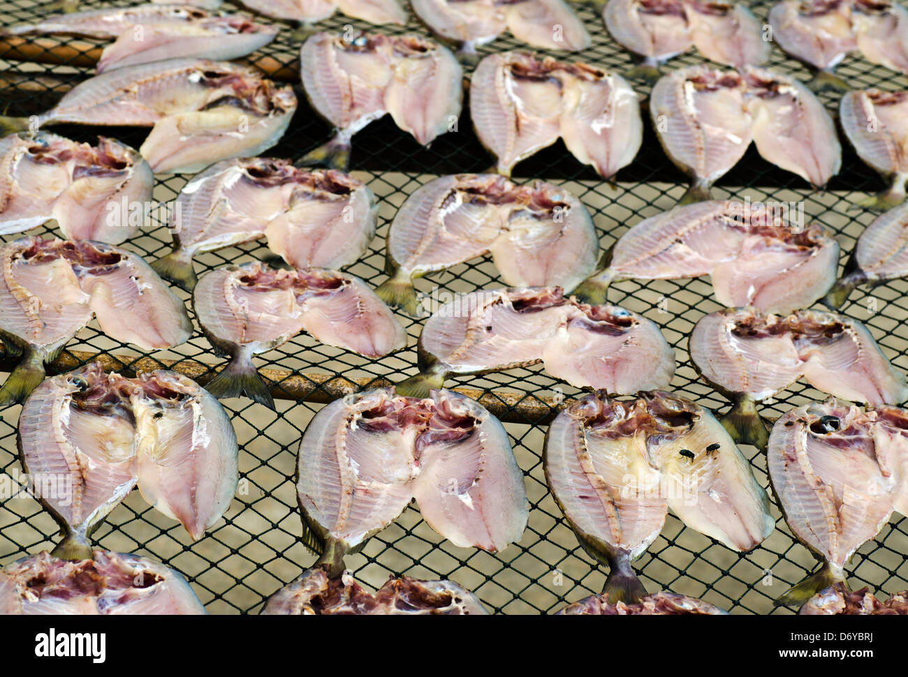 Poisson en filets d'être séchées de façon traditionnelle dans le soleil sur des supports dans un petit village de pêcheurs de Chimei, Taiwan Banque D'Images