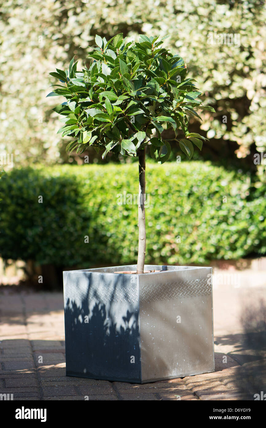 Un petit bay tree (Laurus nobilis) dans un pot moderne dans un jardin de la cour. UK, 2013. Banque D'Images