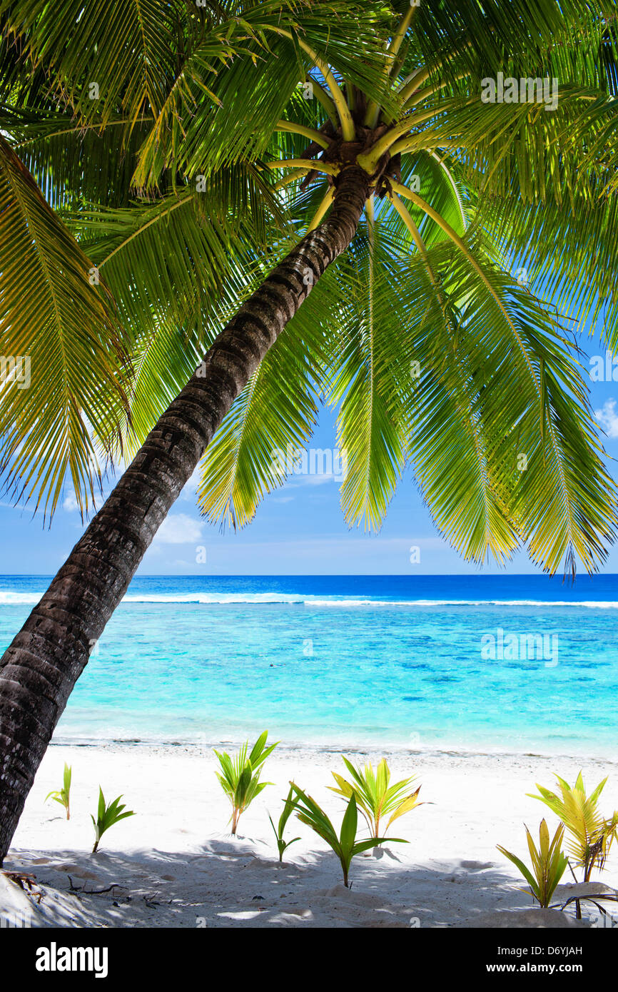 Palmier donnant sur une plage de sable blanc et lagon bleu Banque D'Images