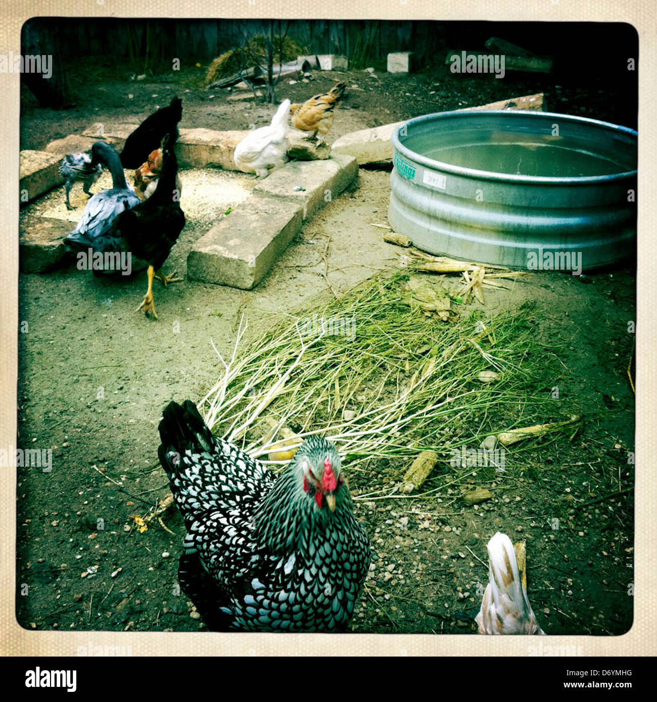 Les poulets de basse-cour en marche Banque D'Images