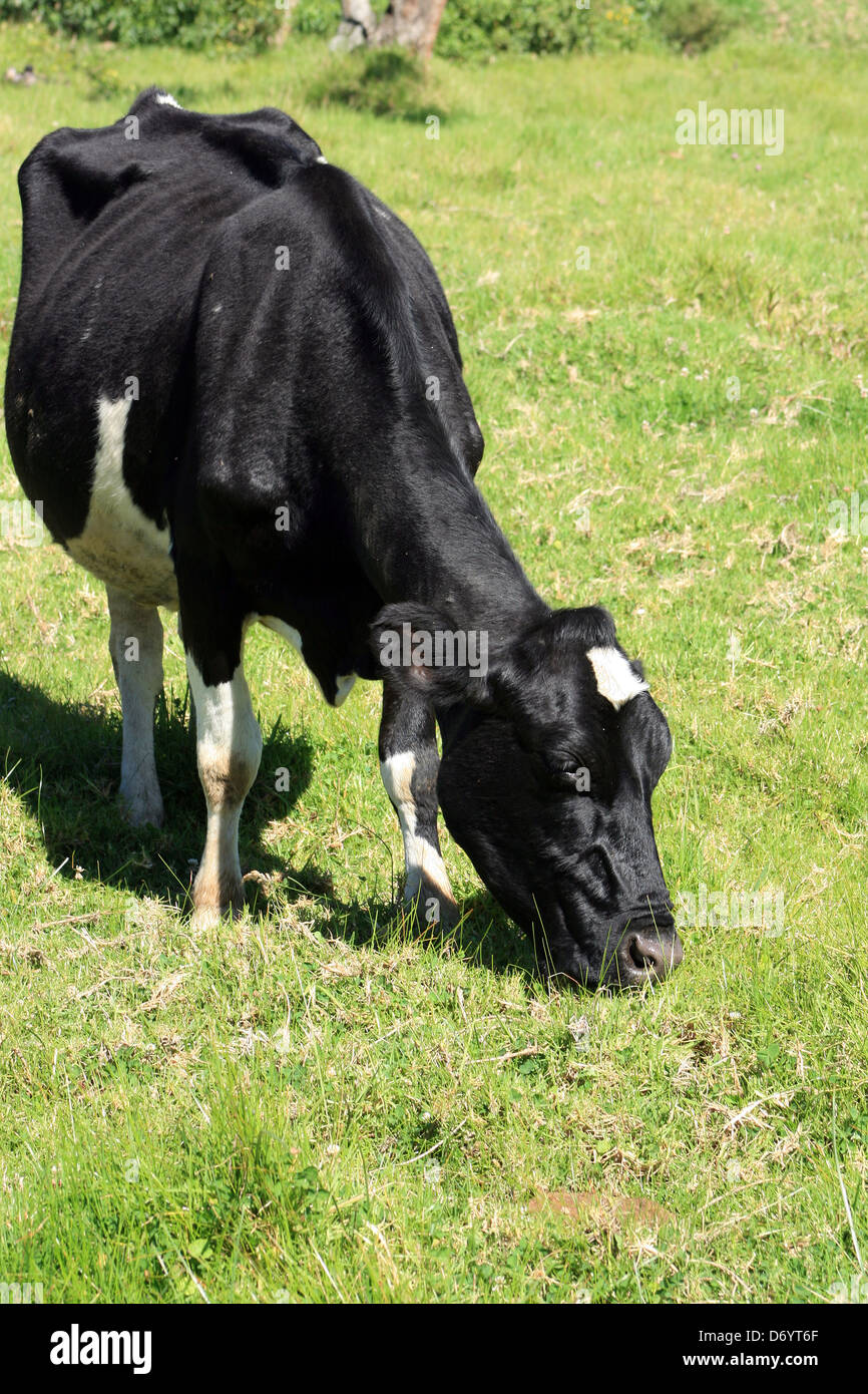 Une vache Holstein qui paissent dans un pâturage sur une ferme à Cotacachi (Équateur) Banque D'Images