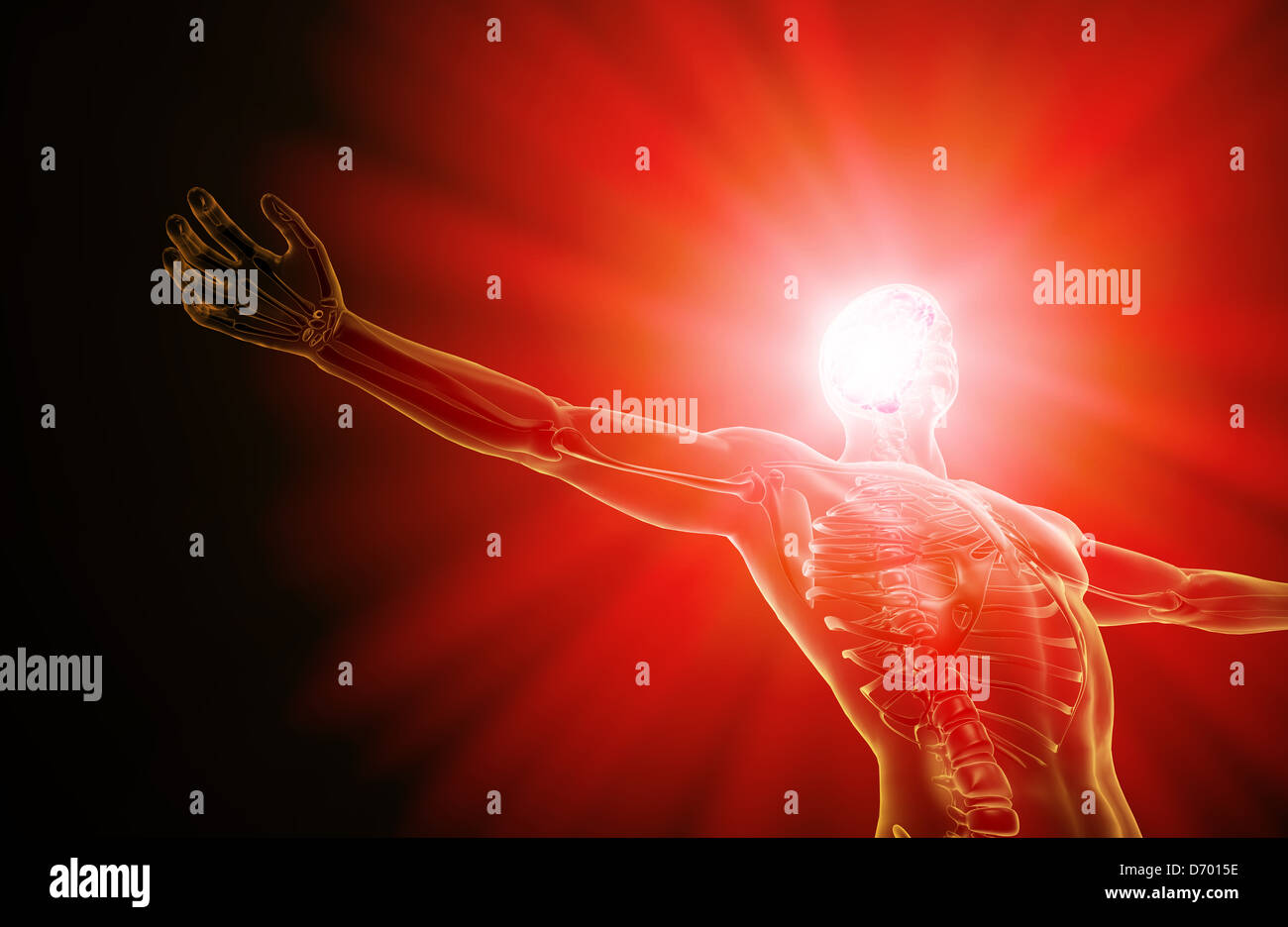 L'anatomie humaine illustration - système nerveux central avec un cerveau visible Banque D'Images