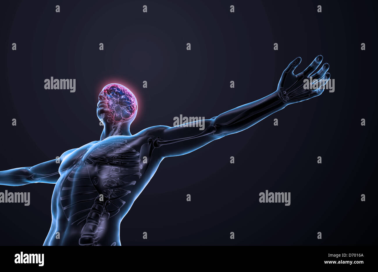 L'anatomie humaine illustration - système nerveux central avec un cerveau visible Banque D'Images