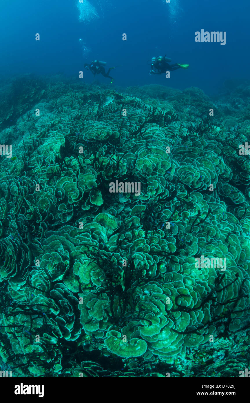 Deux plongeurs nager sur un grand champ de coraux durs Banque D'Images