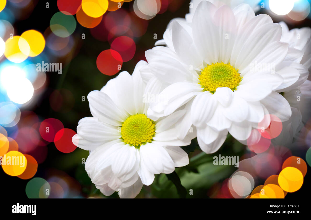 Chrysanthème sur fond sombre avec des lumières floues bokeh Banque D'Images