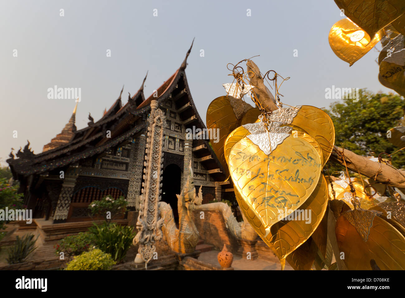 Pipal or feuille sur l'arbre de Bodhi qui souhaitent en Wat Lok Molee, Thaïlande. Banque D'Images