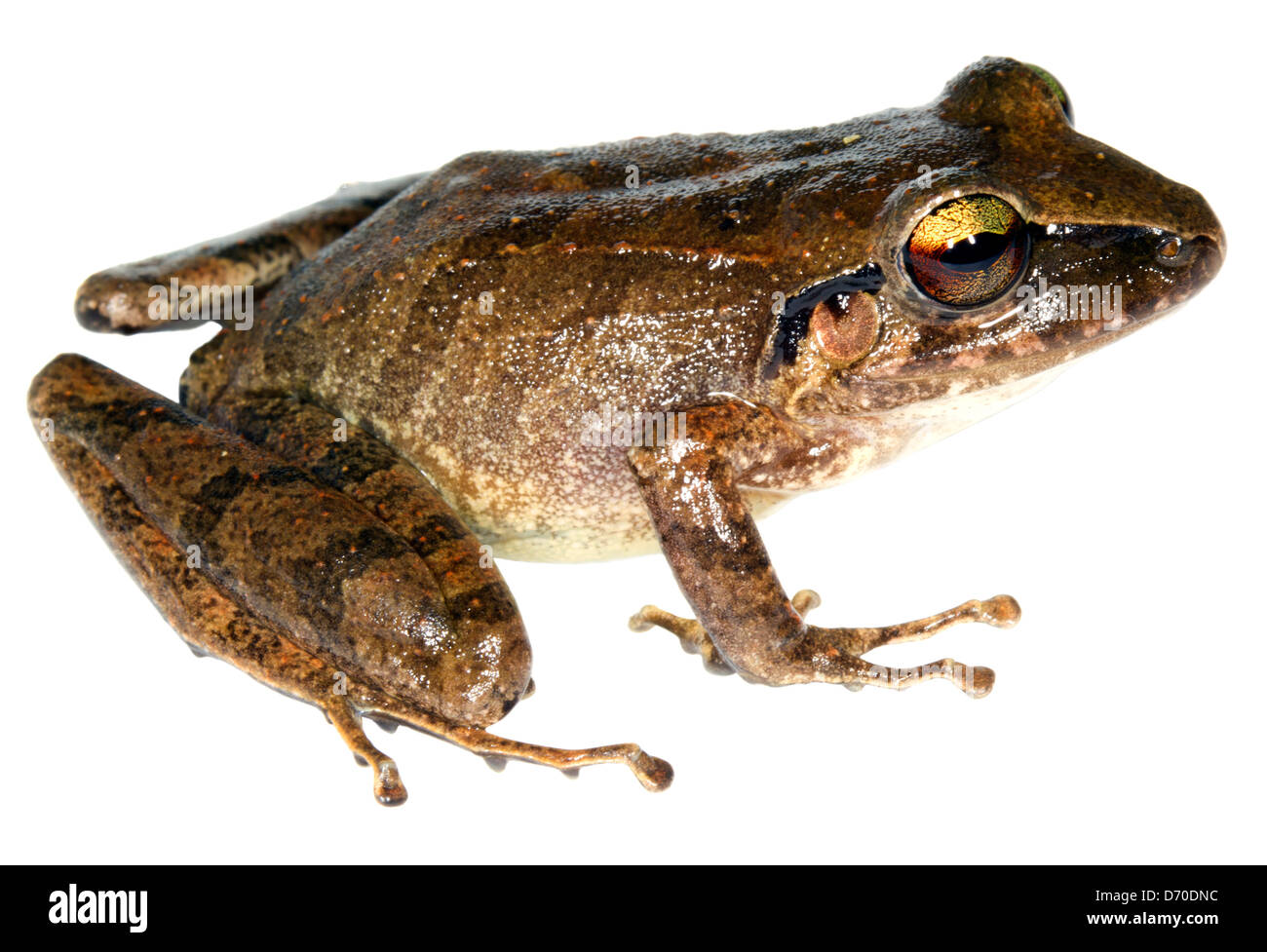 La Pluie d'Lyman (grenouille Pristimantis lymani) de forêt tropicale sèche dans le sud de l'Équateur Banque D'Images