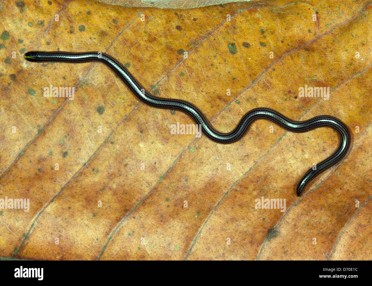 Thread (serpent Leptotyphlops sp.) du sud de l'Equateur. Un minuscule serpent seulement quelques pouces de long Banque D'Images