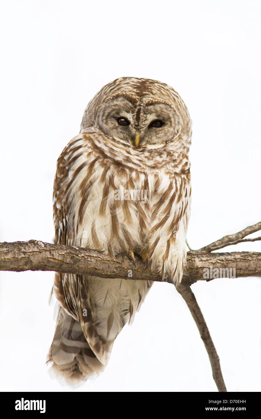 La Chouette rayée (Strix varia) isolated on white Banque D'Images