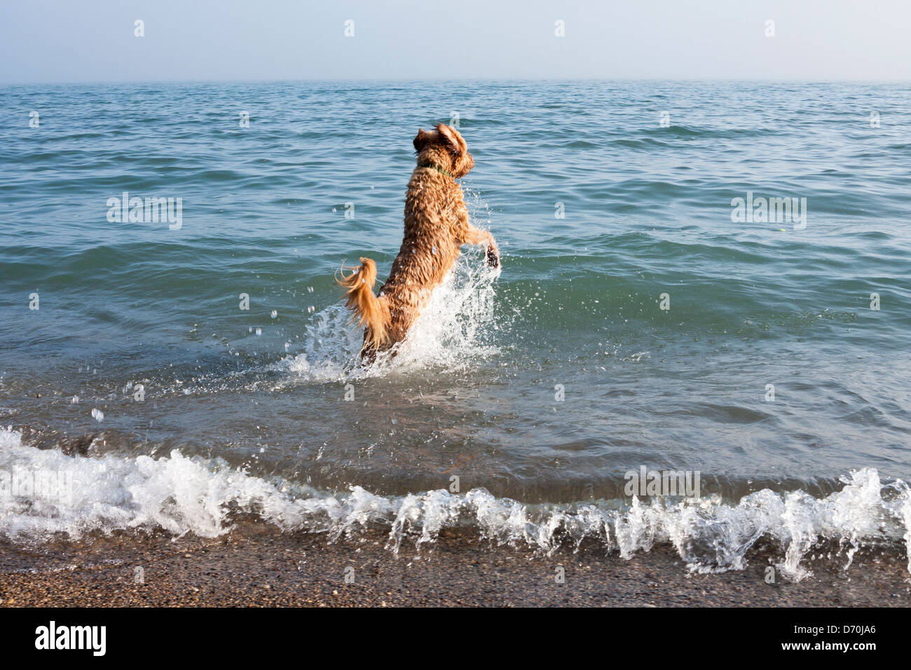 Un chien saute dans le lac Michigan sur un matin d'automne. Banque D'Images
