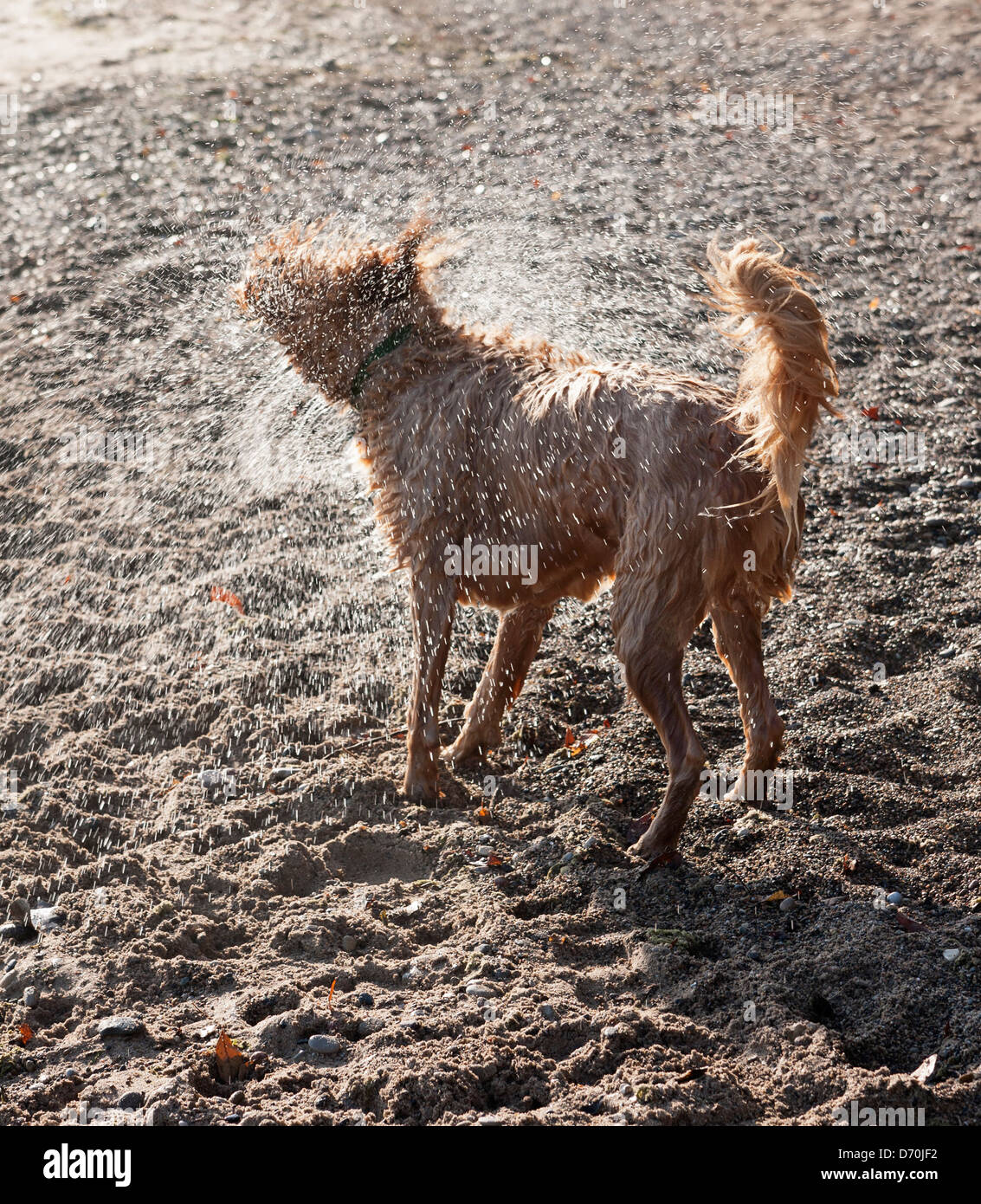 Un chien secoue l'eau après être dans le lac. Banque D'Images