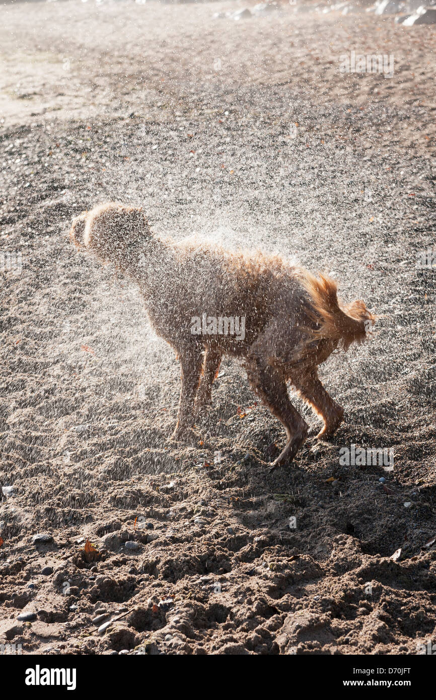 Un chien secoue l'eau après être dans le lac Michigan Banque D'Images