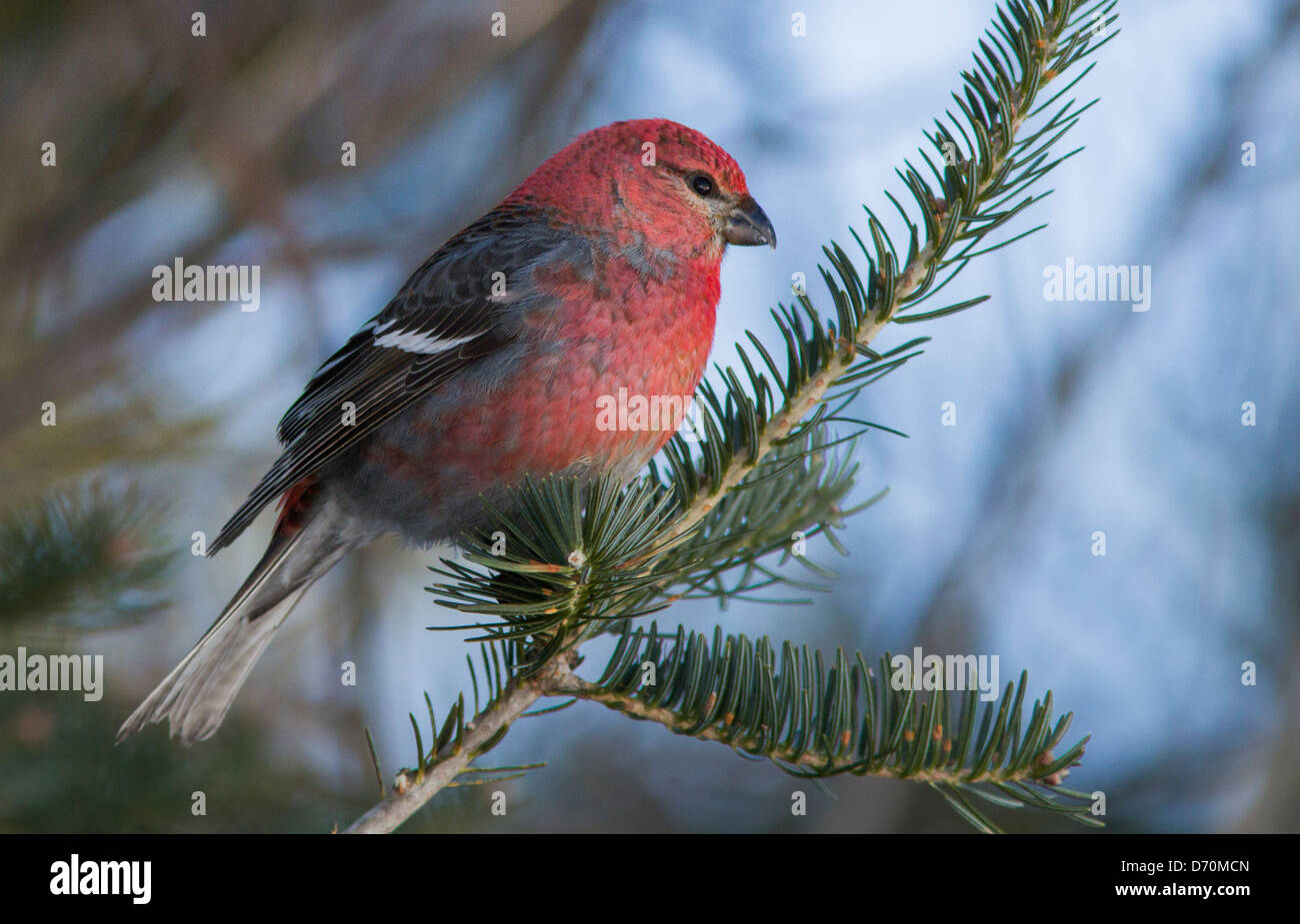 Durbec homme photographié en hiver Banque D'Images
