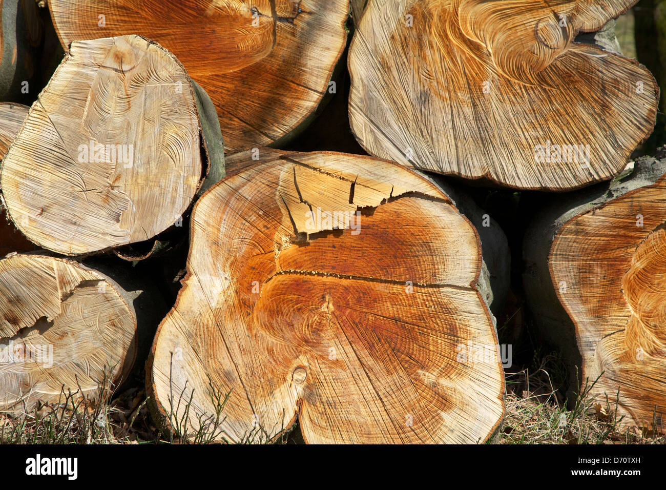 Gestion des bois : hêtre cheminées à bois, Communauté Établissement Blaen Établissement Blaen, Cwmbran Torfaen, South Wales, UK Banque D'Images