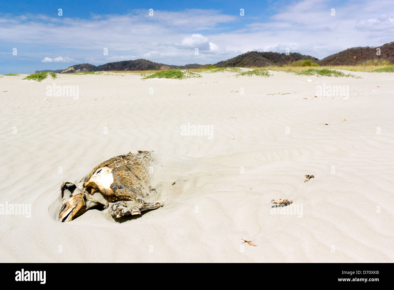 Tortue morte sur une plage sur la côte du Pacifique de l'Équateur. Banque D'Images
