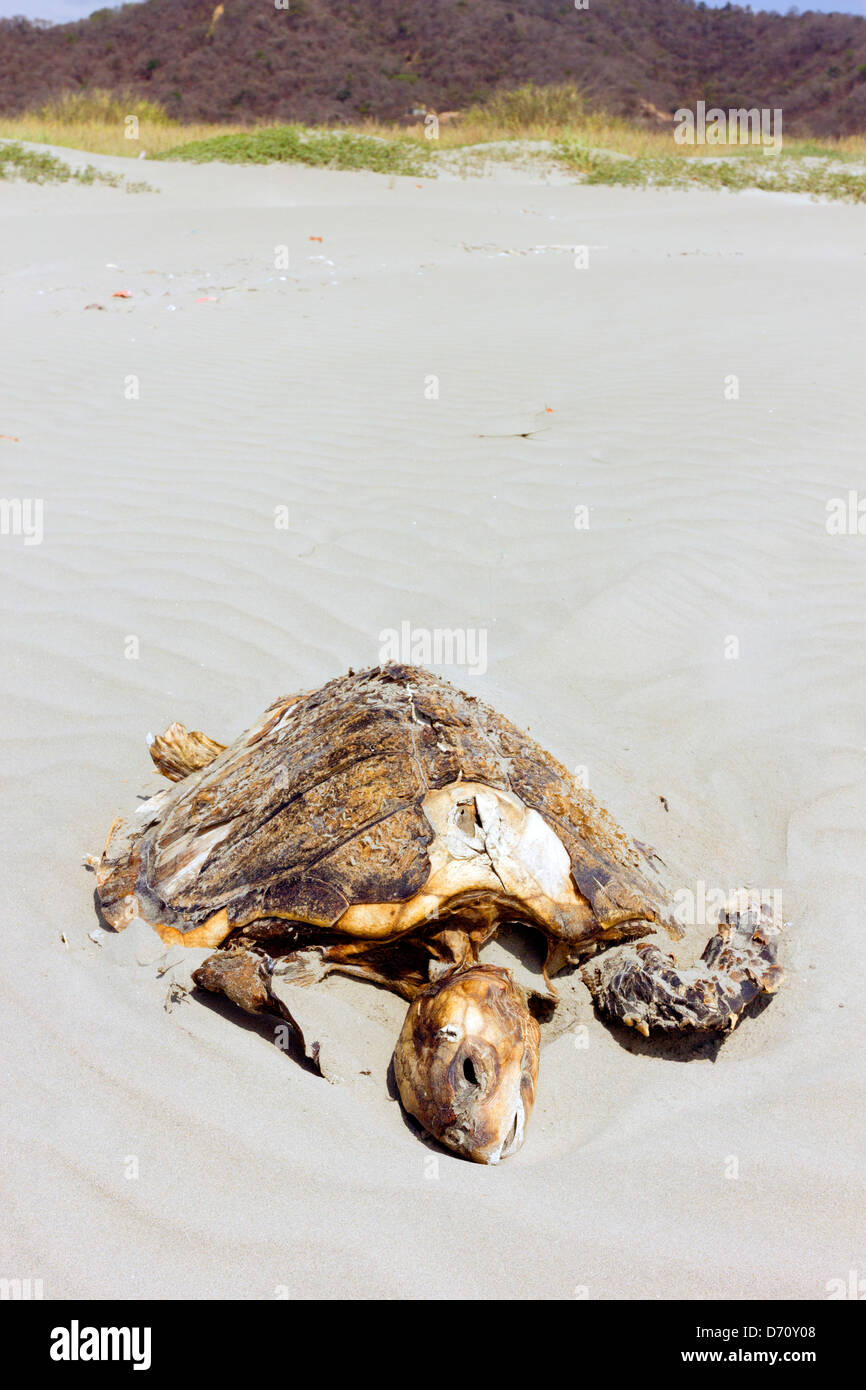 Tortue morte sur une plage sur la côte du Pacifique de l'Équateur. Banque D'Images