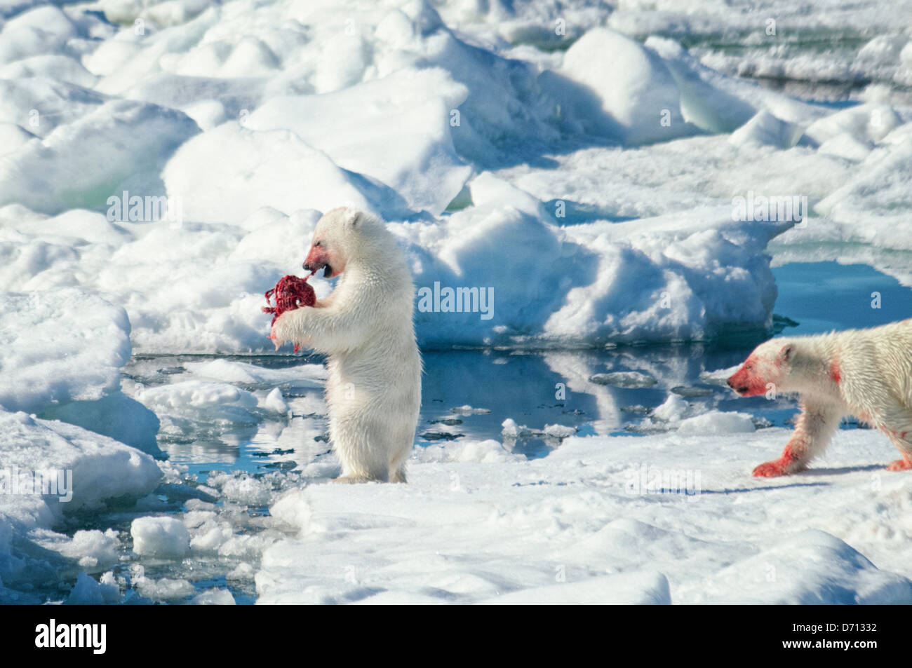 # 8 dans une série d'images d'une mère Ours blanc, Ursus maritimus, traquant un sceau pour nourrir ses deux oursons, Svalbard, Norvège. Recherche 'PBHunt' pour tous. Banque D'Images