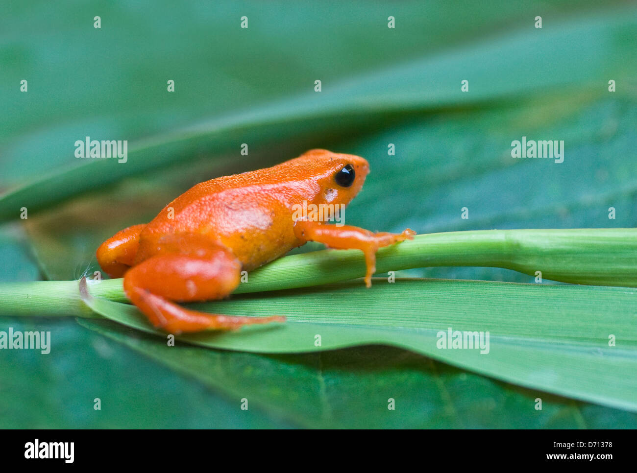 Grenouille mantella doré (Mantella auriantiaca), Madagascar Banque D'Images