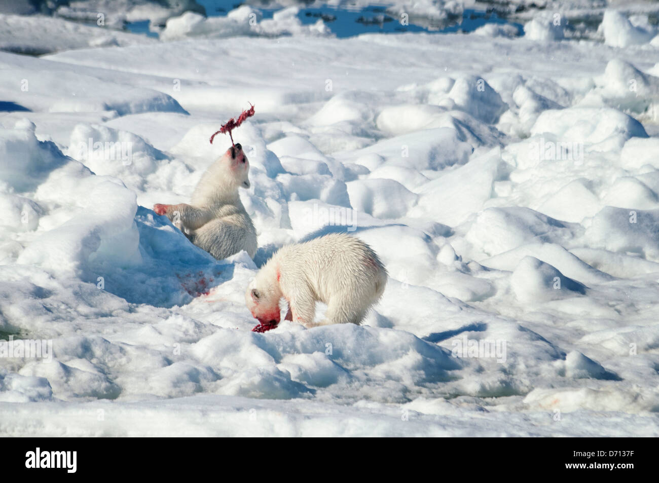 # 10 dans une série d'images d'une mère Ours blanc, Ursus maritimus, traquant un sceau pour nourrir ses deux oursons, Svalbard, Norvège. Recherche 'PBHunt' pour tous. Banque D'Images