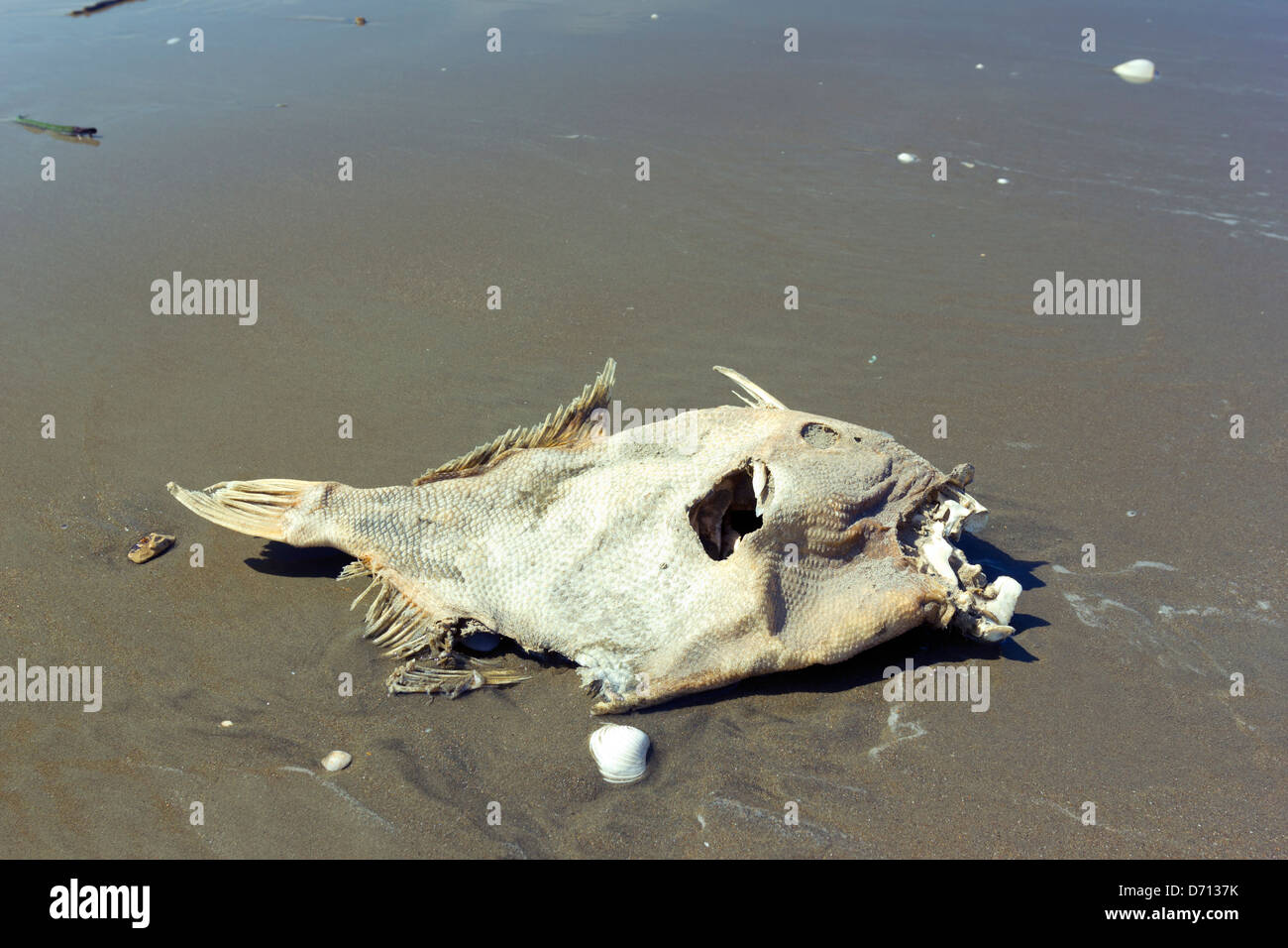 Des poissons morts sur une plage sur la côte du Pacifique de l'Équateur Banque D'Images