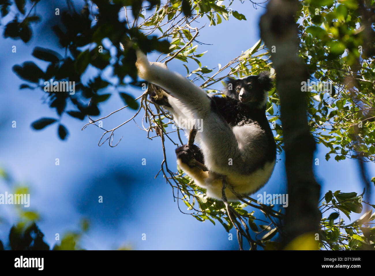 L'Indri (Indri Indri), le plus grand lémurien, dans la forêt, réserve spéciale, Madagascar Banque D'Images