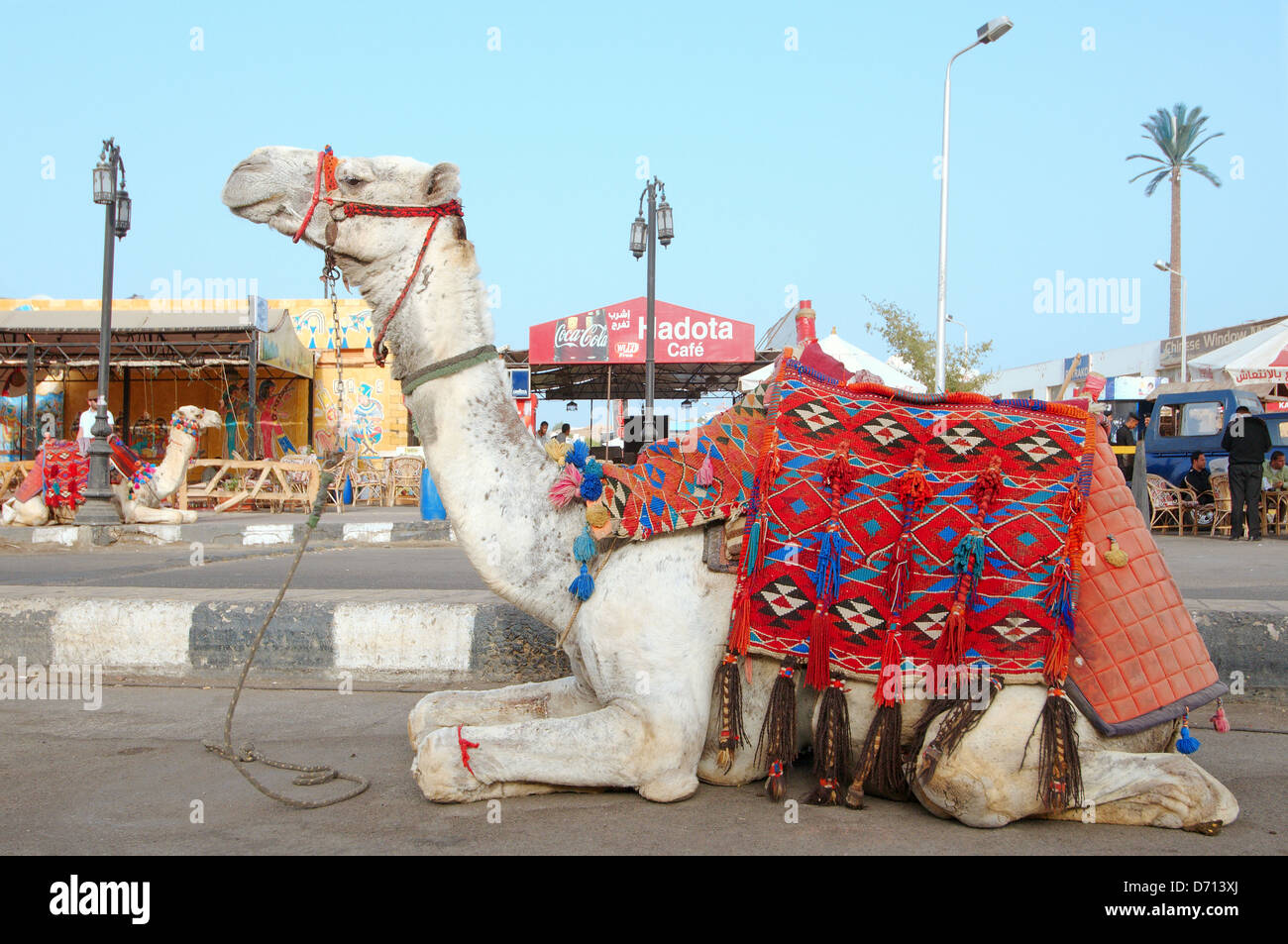 Chameau d'arabie (Camelus dromedarius) couché sur la route, du Vieux Marché, Charm el-Cheikh, péninsule du Sinaï, Égypte Banque D'Images