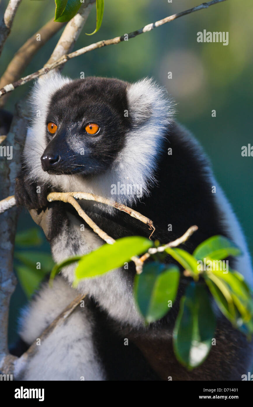 Noir et blanc la gélinotte lemur (Le Varecia variegata), Madagascar Banque D'Images
