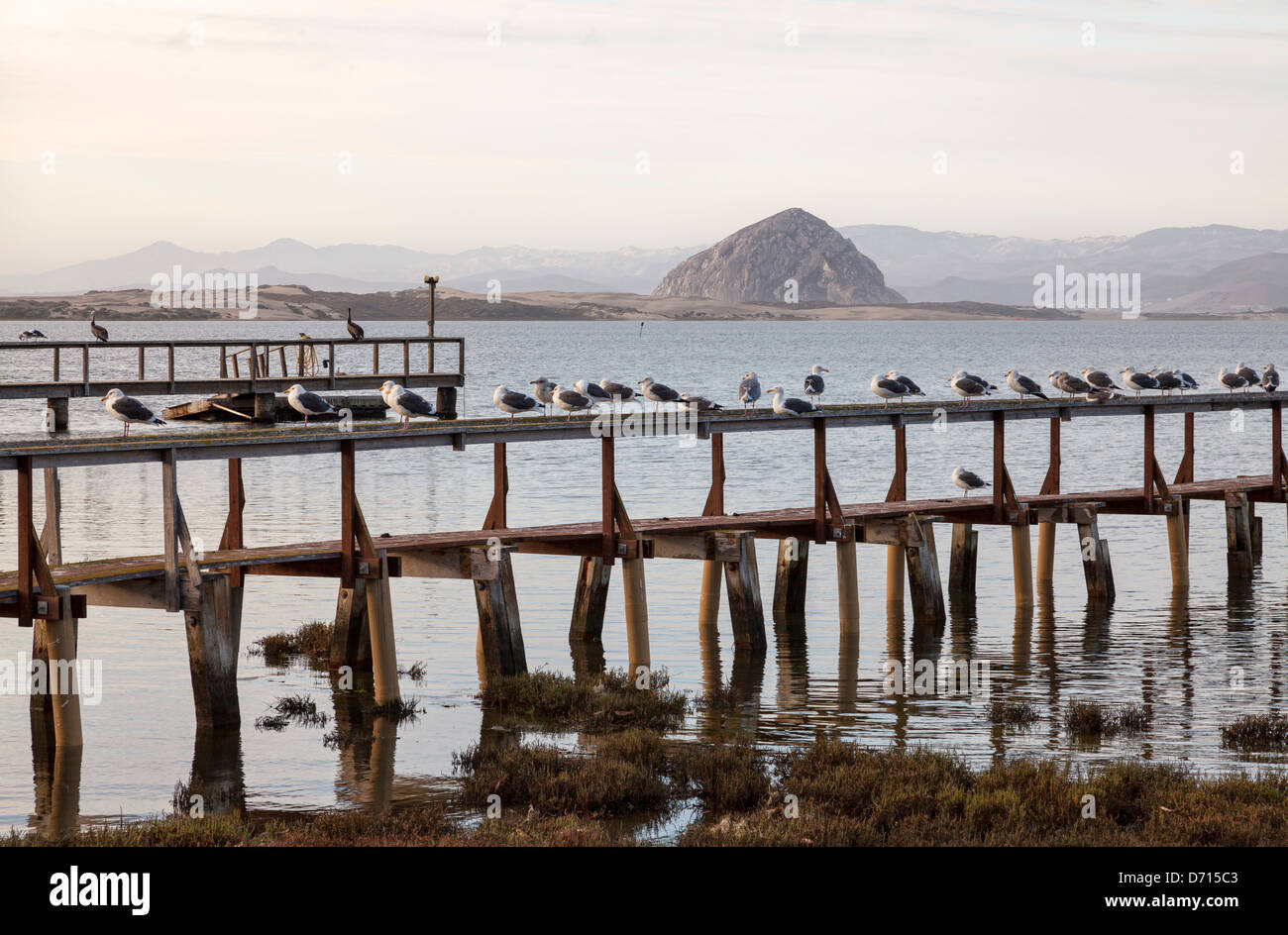 USA, Californie, Los Osos, mouettes et pélicans alignés sur pier Banque D'Images