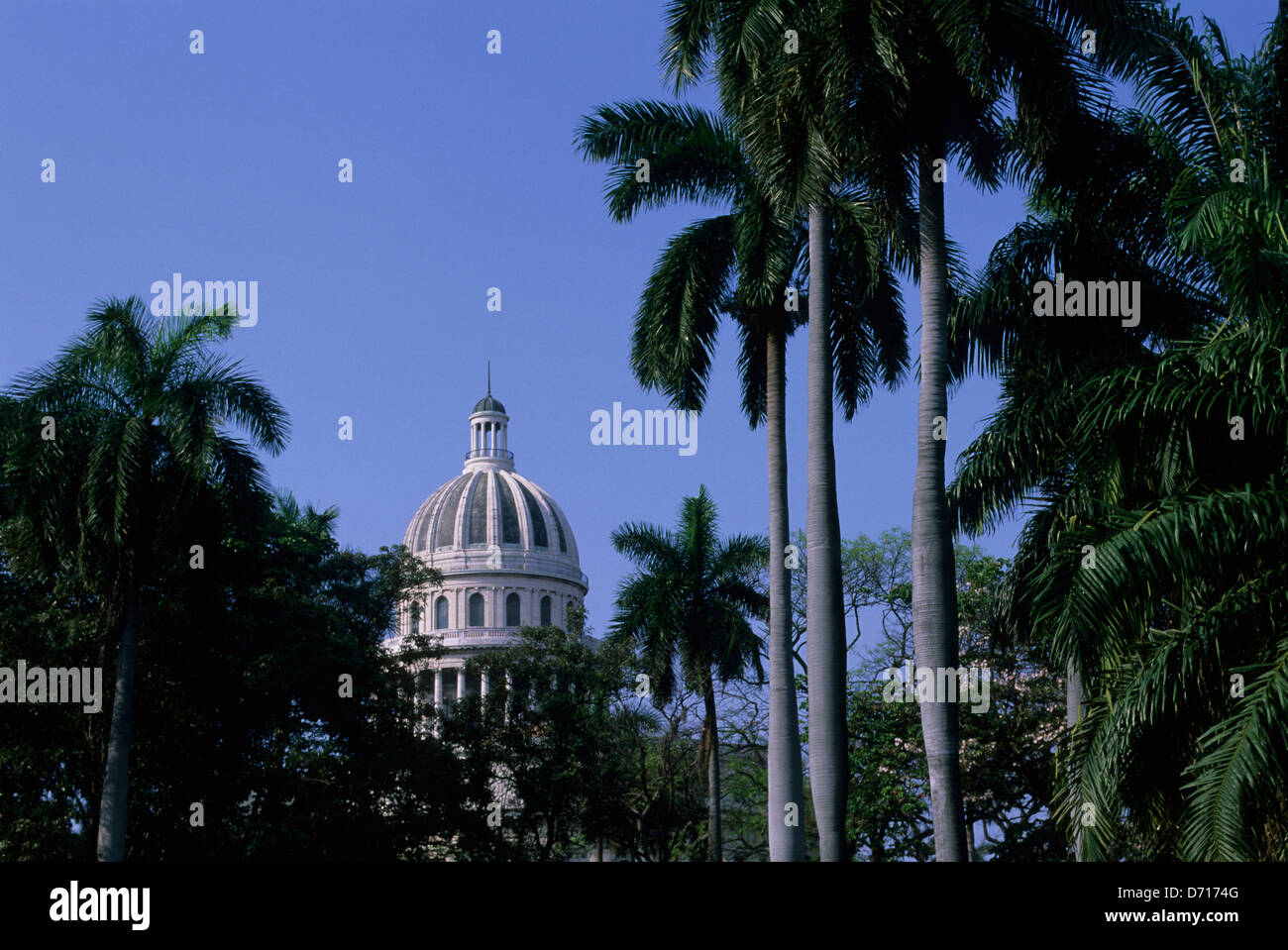 Cuba, La Havane, Parc avec Capitol Building, Royal Palm Trees Banque D'Images