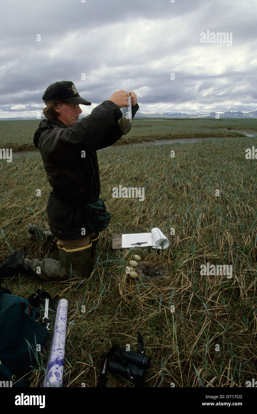 USA, Alaska, delta du Yukon, Kigigak, île de nids d'eiders à lunettes, Tina Moran oeufs flottants Banque D'Images