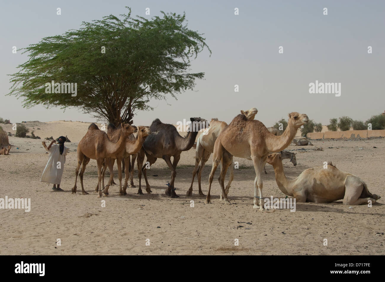 Mali, Tombouctou, ville au bord du désert du Sahara, l'homme touareg avec chameaux Banque D'Images