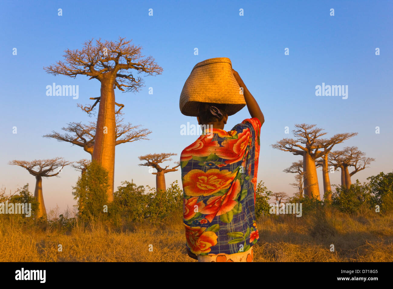 Girl carrying basket avec Baobab (Adansonia), Morondava, Madagascar Banque D'Images