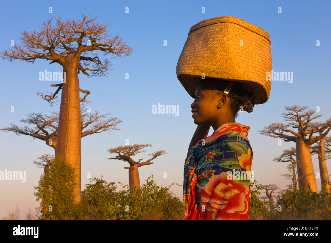Girl carrying basket avec Baobab (Adansonia), Morondava, Madagascar Banque D'Images