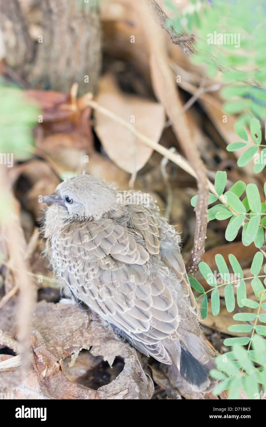 Tourterelle tachetés, bébé oiseau assis sous l'arbre. Banque D'Images