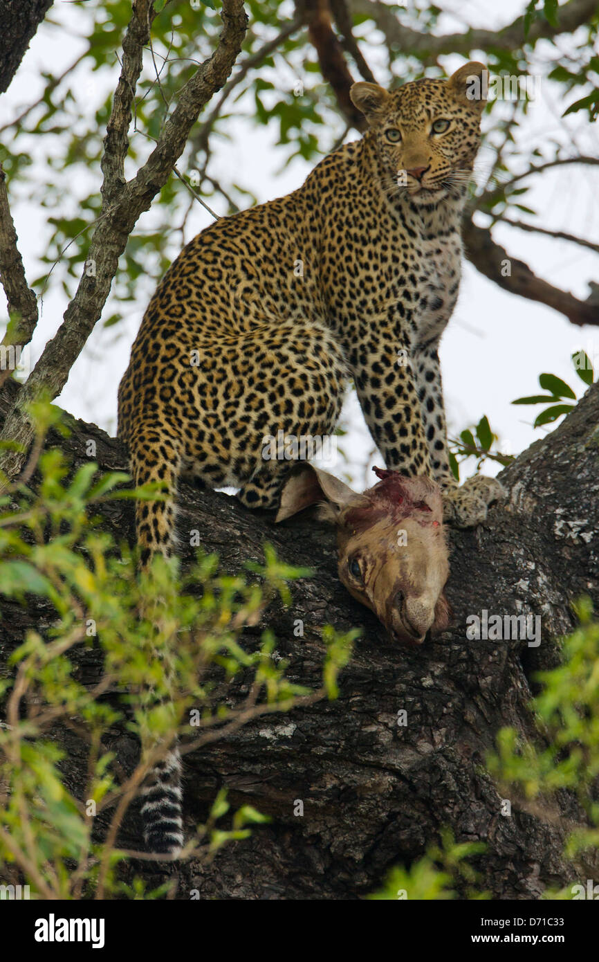 Leopard proies manger sur l'arbre, Afrique du Sud Banque D'Images