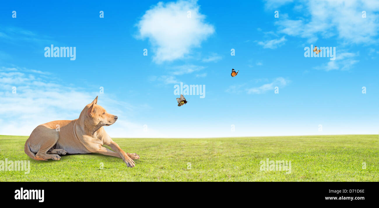 Chien sur Champ vert Banque D'Images