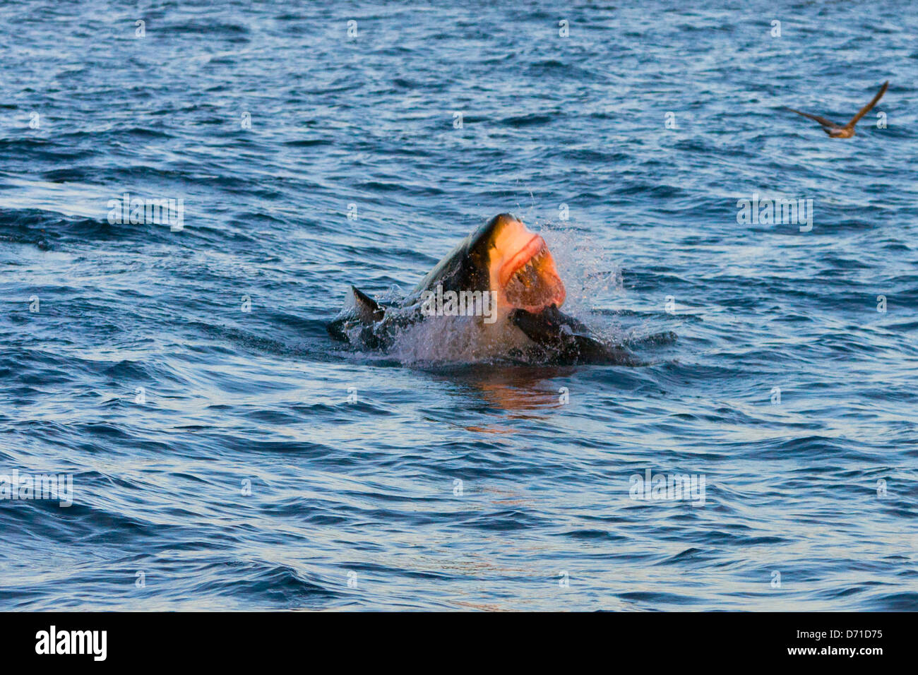 Grand Requin Blanc violer après avoir joint, False Bay, Afrique du Sud Banque D'Images
