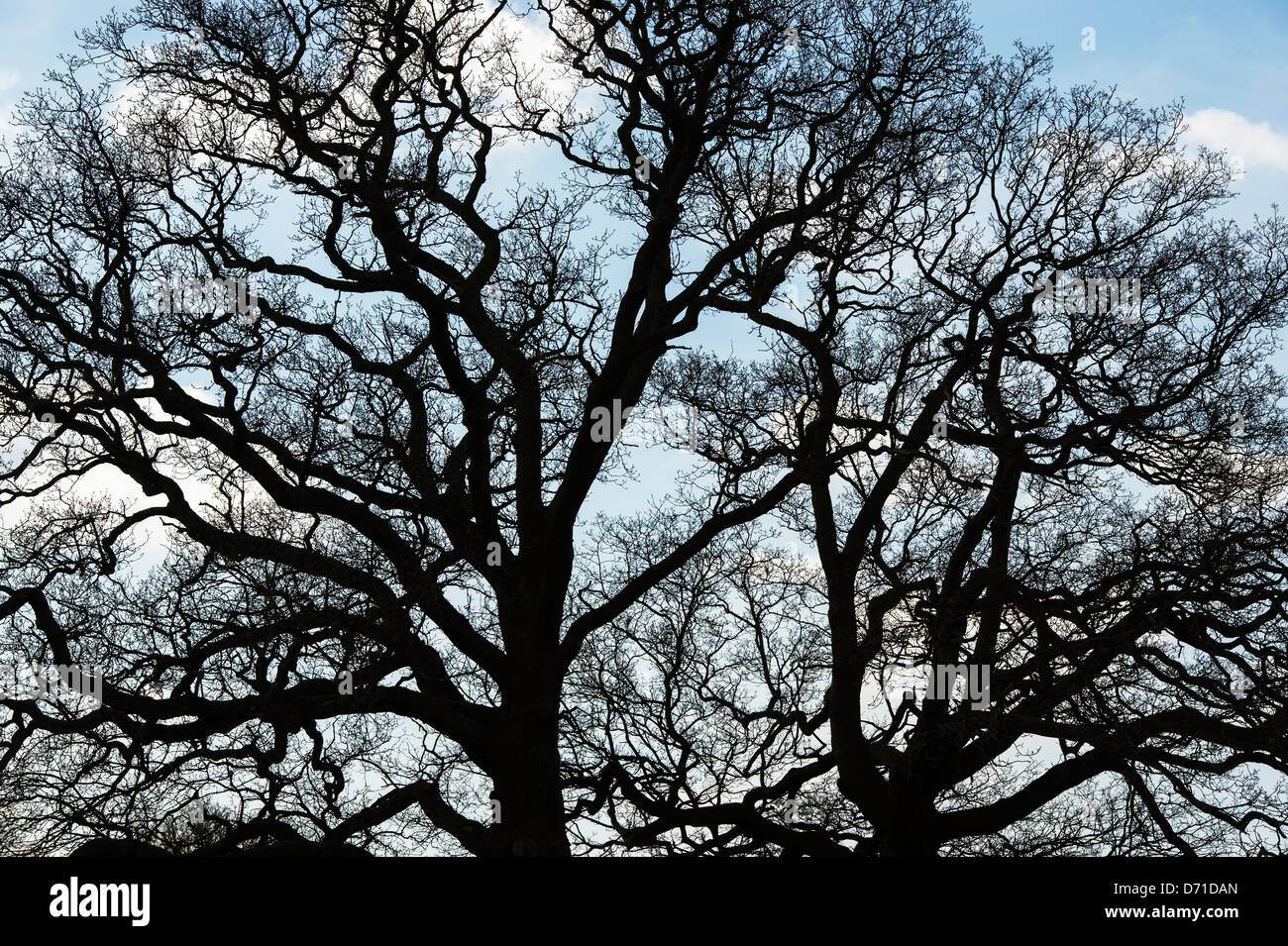 Silhouette d'arbre de chêne en hiver Résumé Banque D'Images