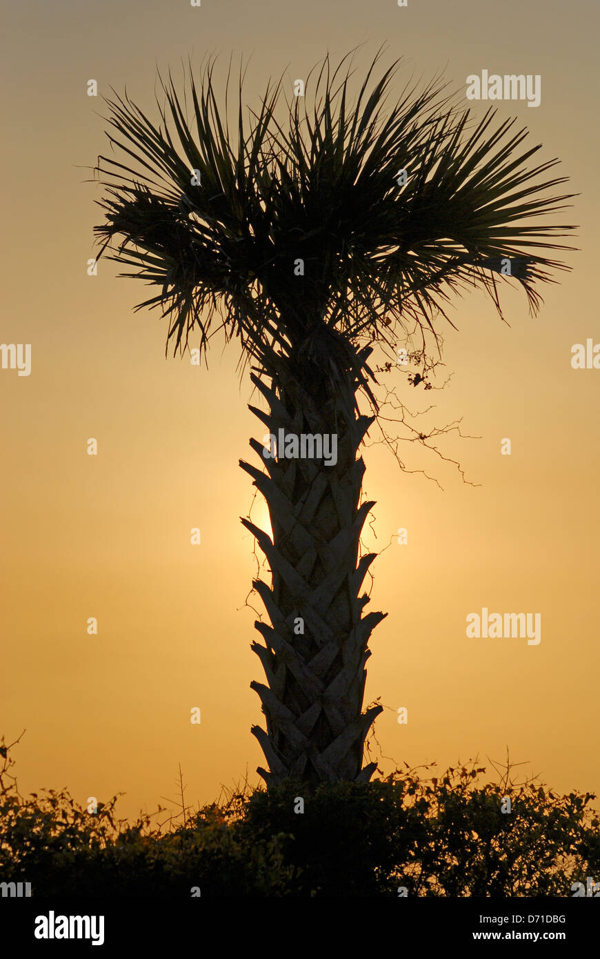 Un arbre palmetto se profile au coucher du soleil le long d'une plage près de Charleston, Caroline du Sud, États-Unis d'Amérique Banque D'Images