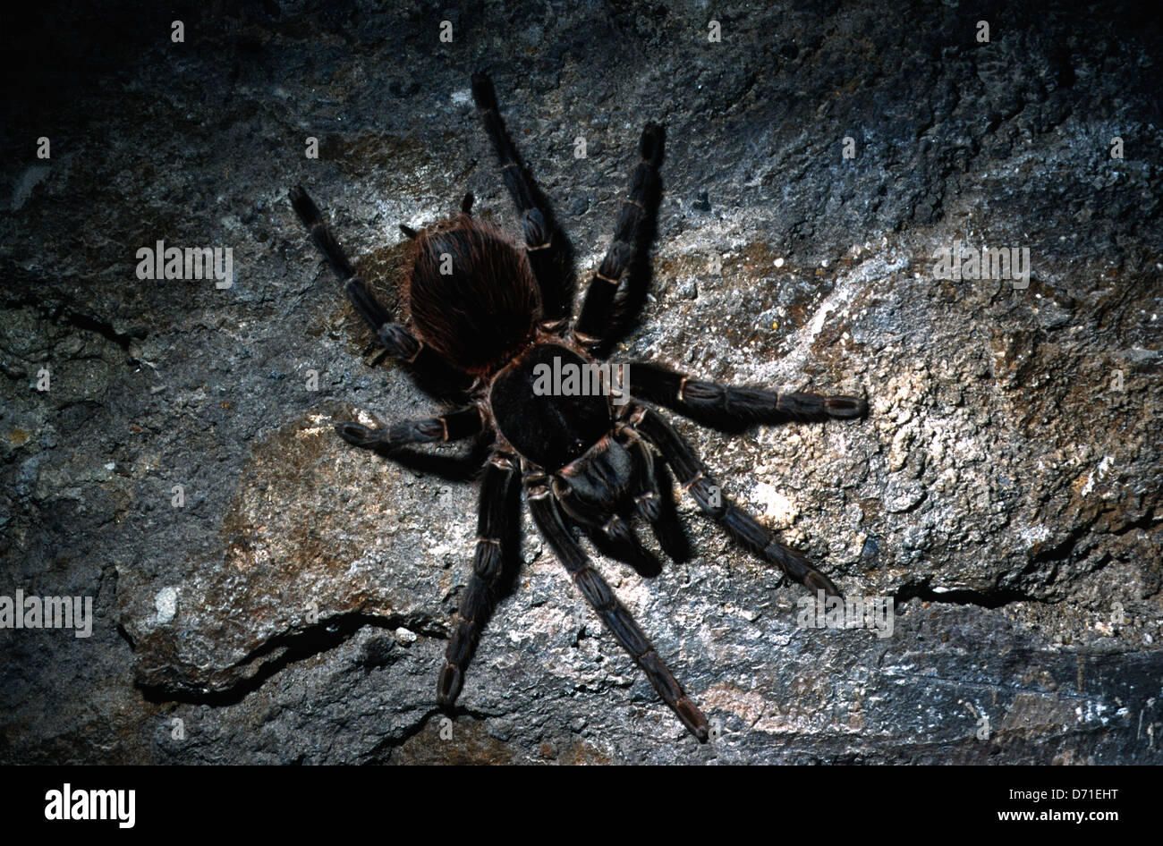 Goliath birdeater tarantula theraphosa blondi Banque de photographies ...