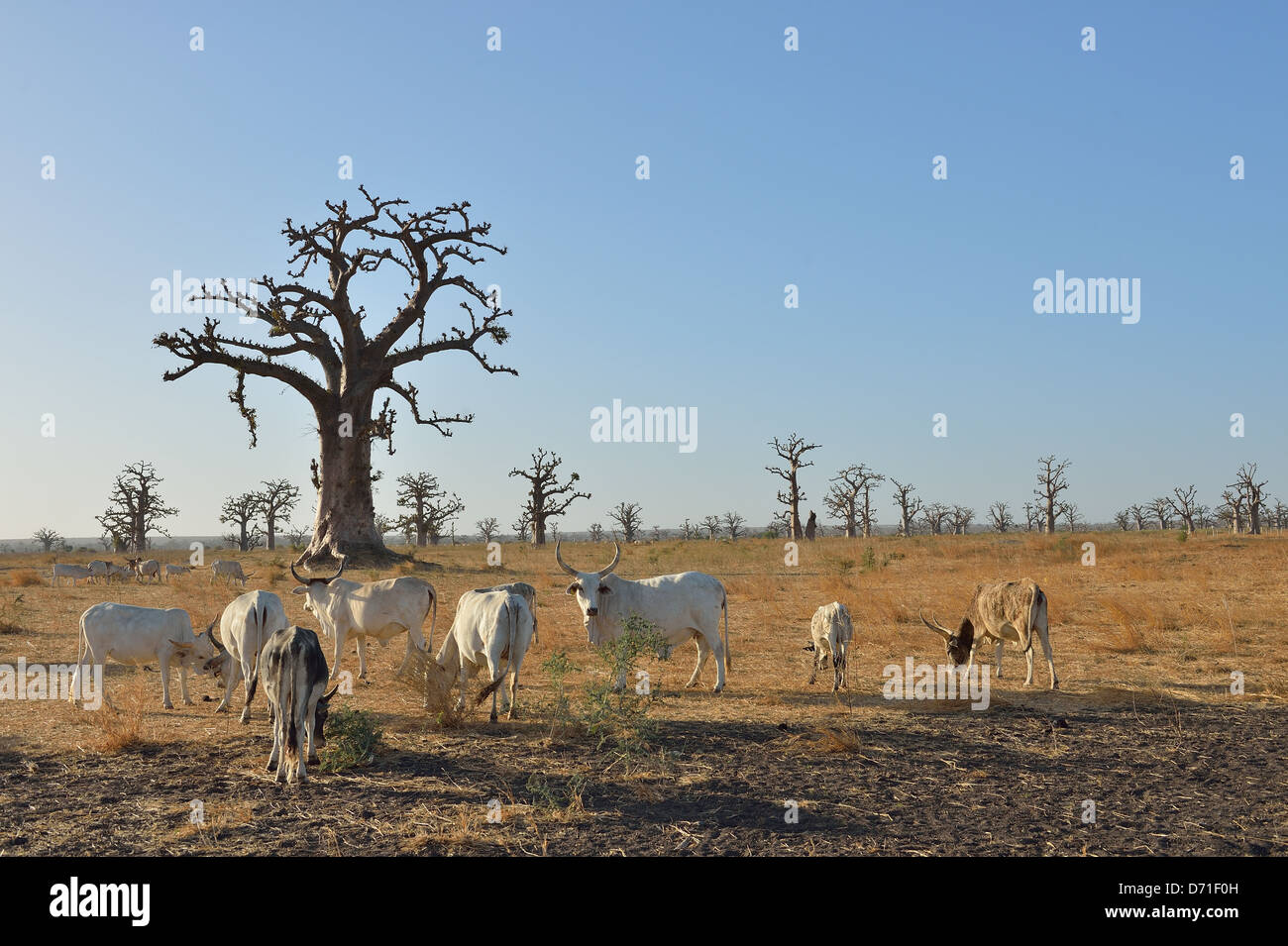 Baobab - dead-rat-singe de l'arbre - Arbre à pain - arbre à l'envers (Adansonia digitata) avec les zébus autour de pâturage Banque D'Images
