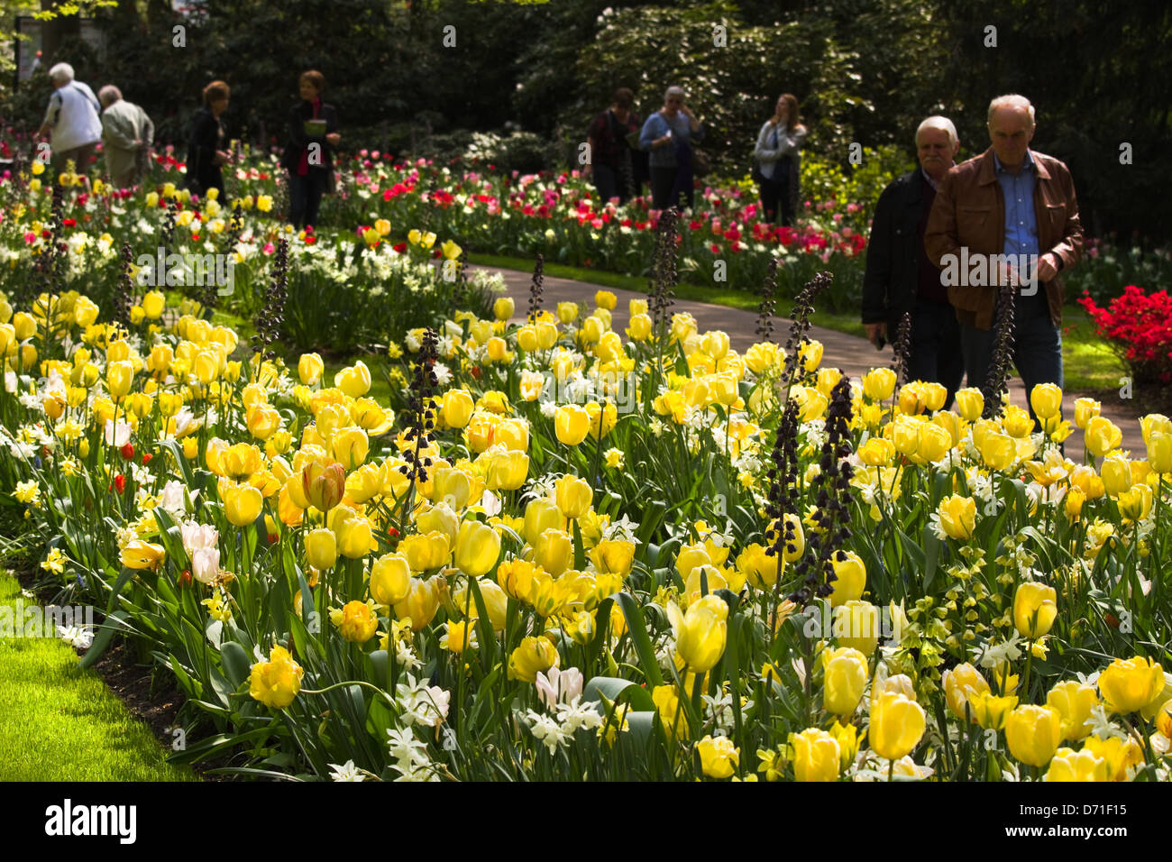 Springpark le Keukenhof, les Pays-Bas avec les visiteurs regardant des tulipes jaunes et d'autres fleurs springflowers Banque D'Images