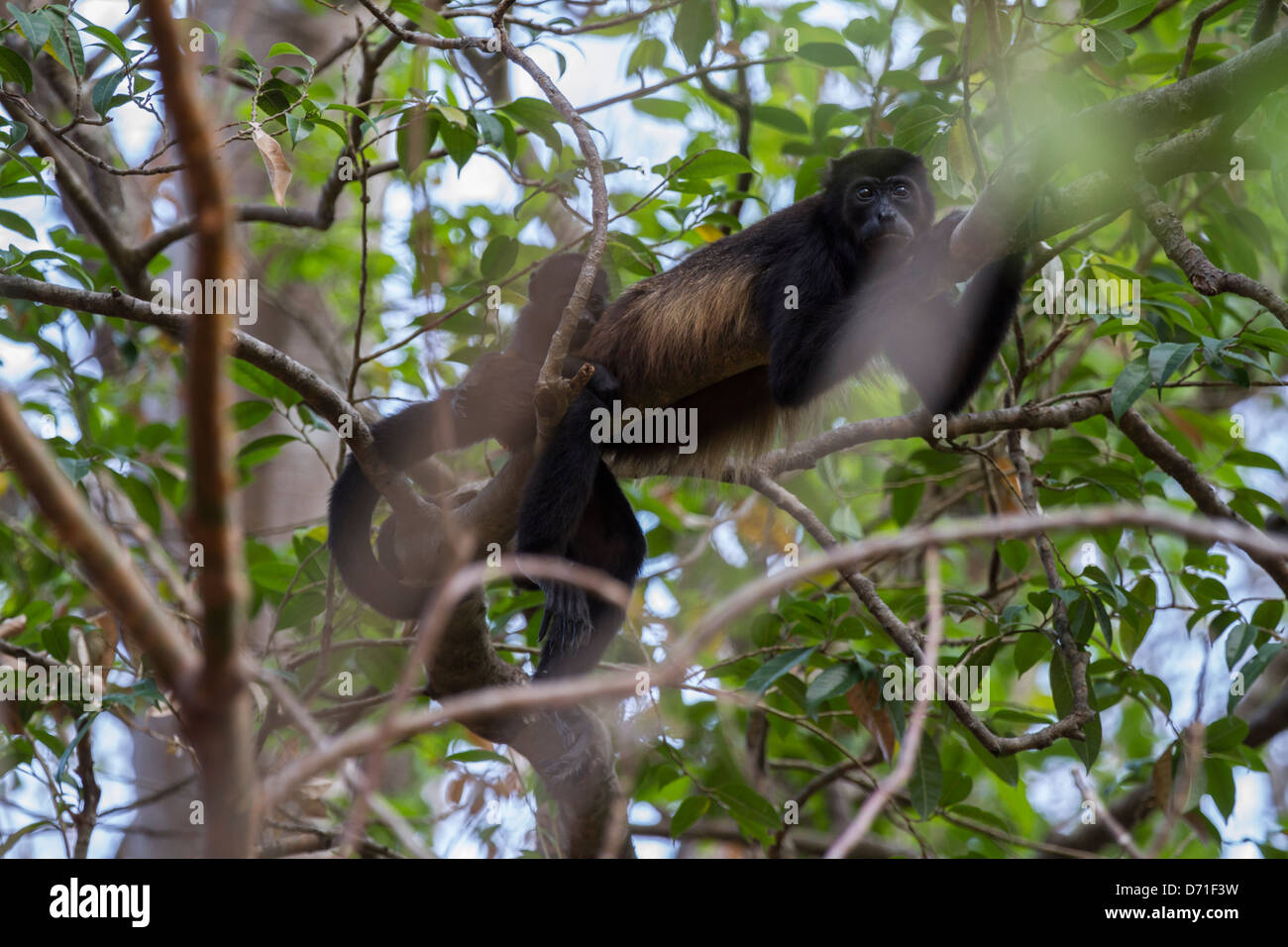 Manteau Singe hurleur (Alouatta palliata) Banque D'Images