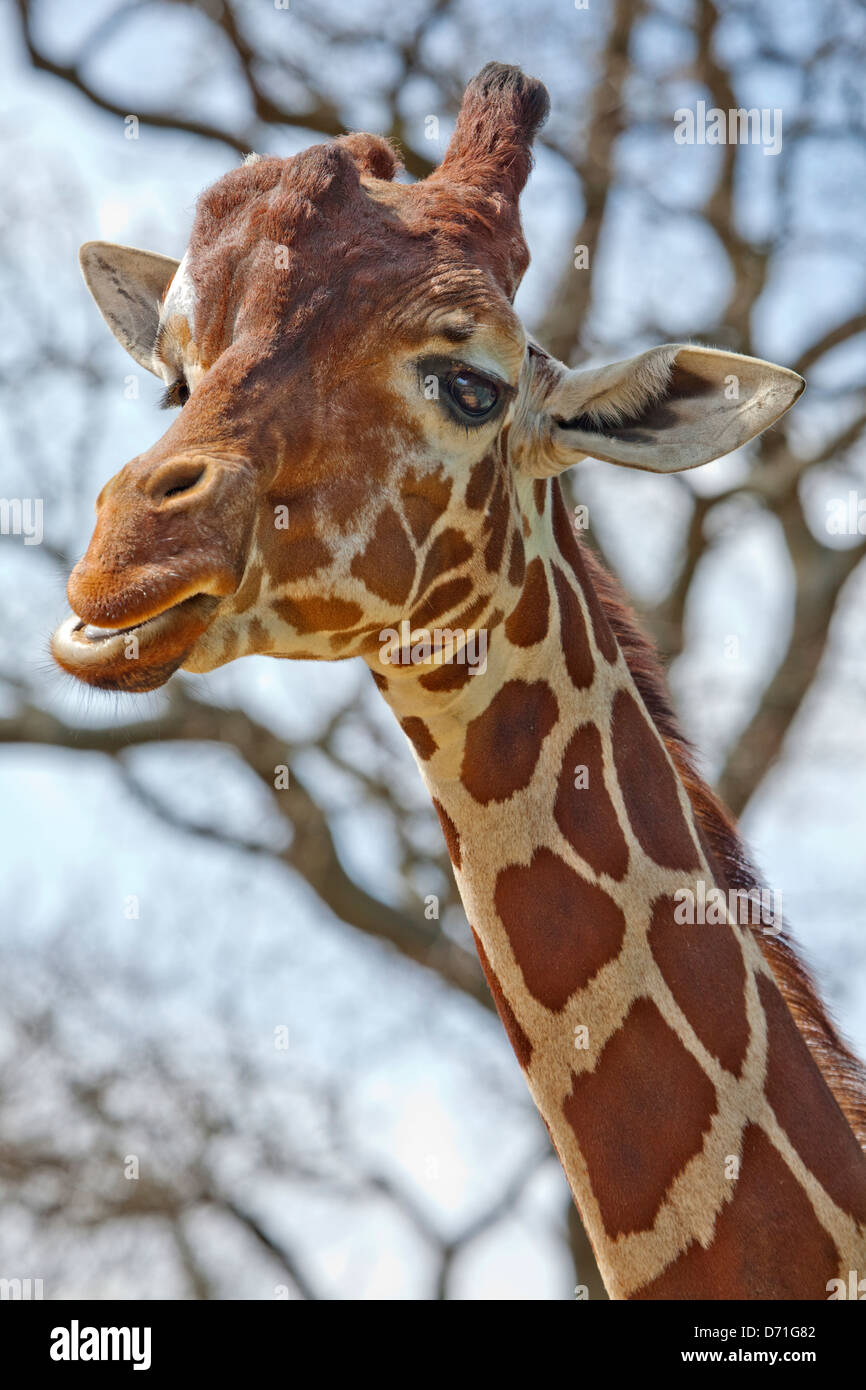 Un portrait d'une girafe réticulée Banque D'Images