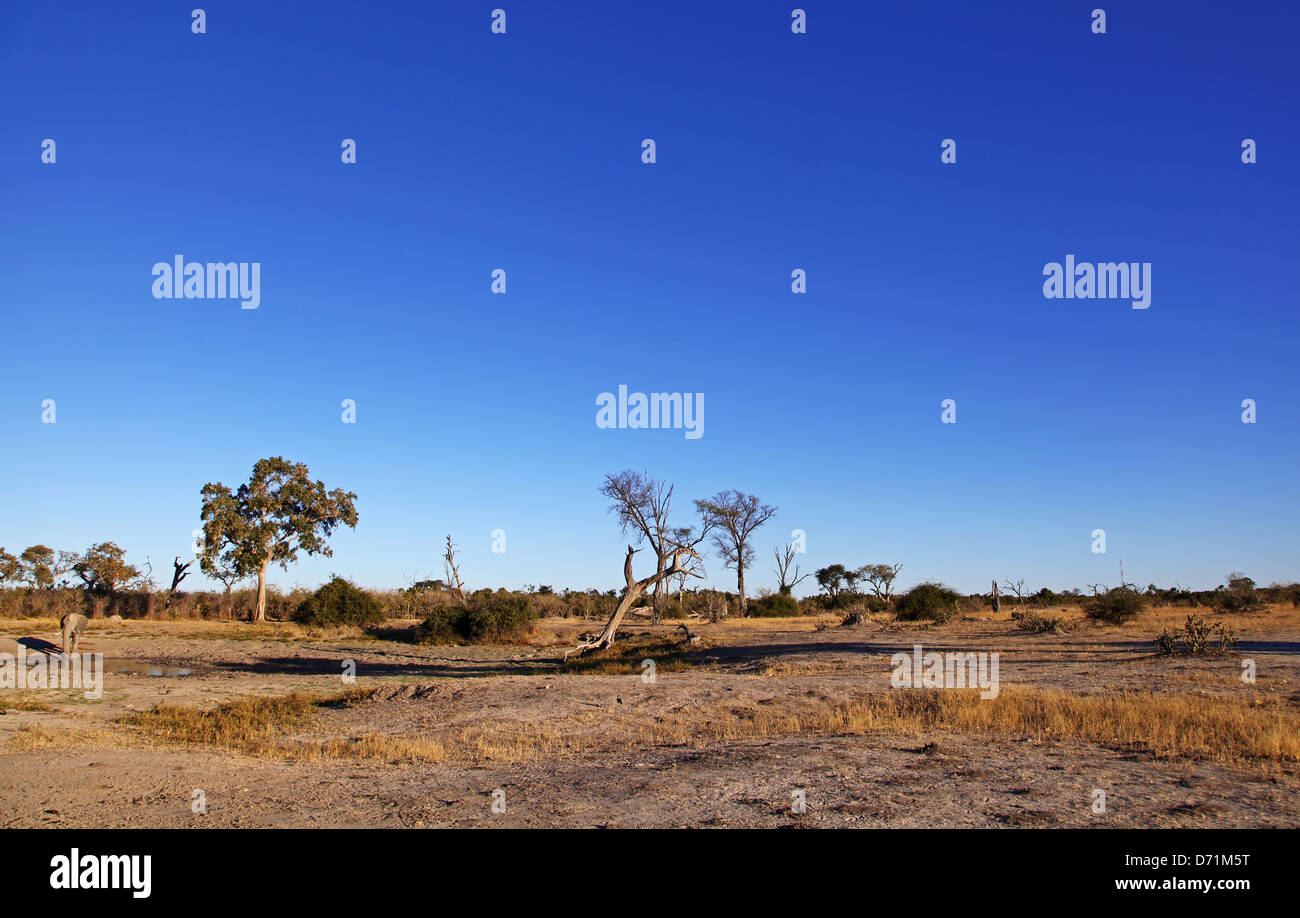 Paysage dans le Parc National de Chobe, Savuti, Botsuana Banque D'Images